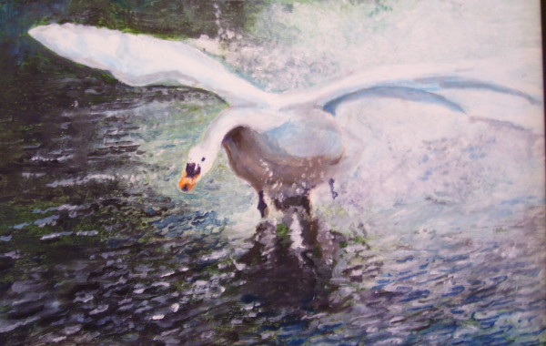Swan in Flight